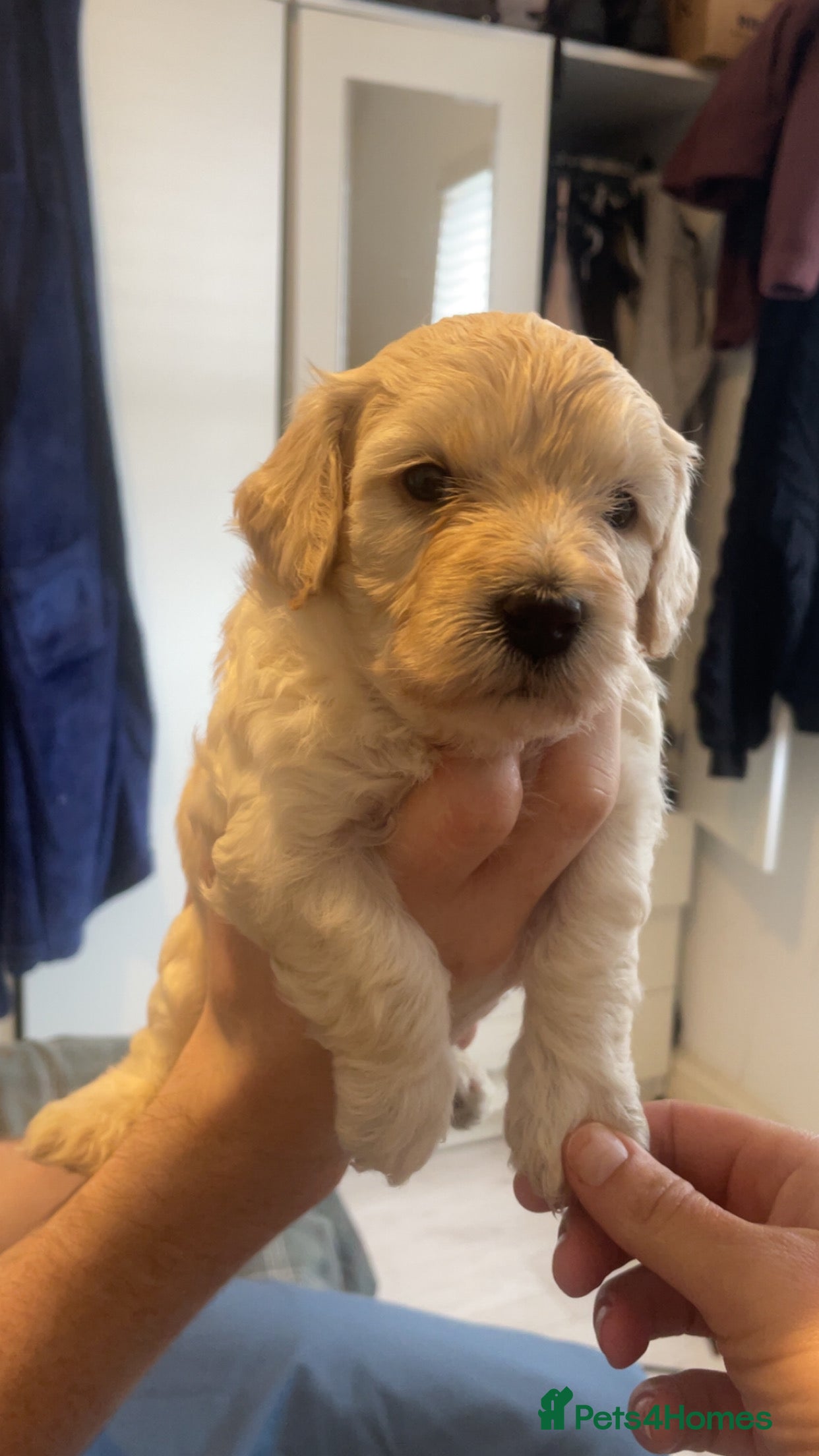 Poochon dogs for sale: Ready to leave NOW poochons🐶❤️ - Advert 38