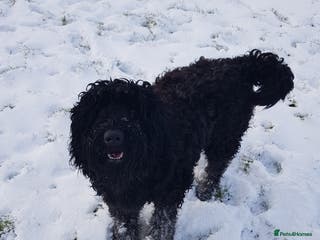 Russian Black Terrier dogs Black Russian Terrier searching for her forever - Advert 1