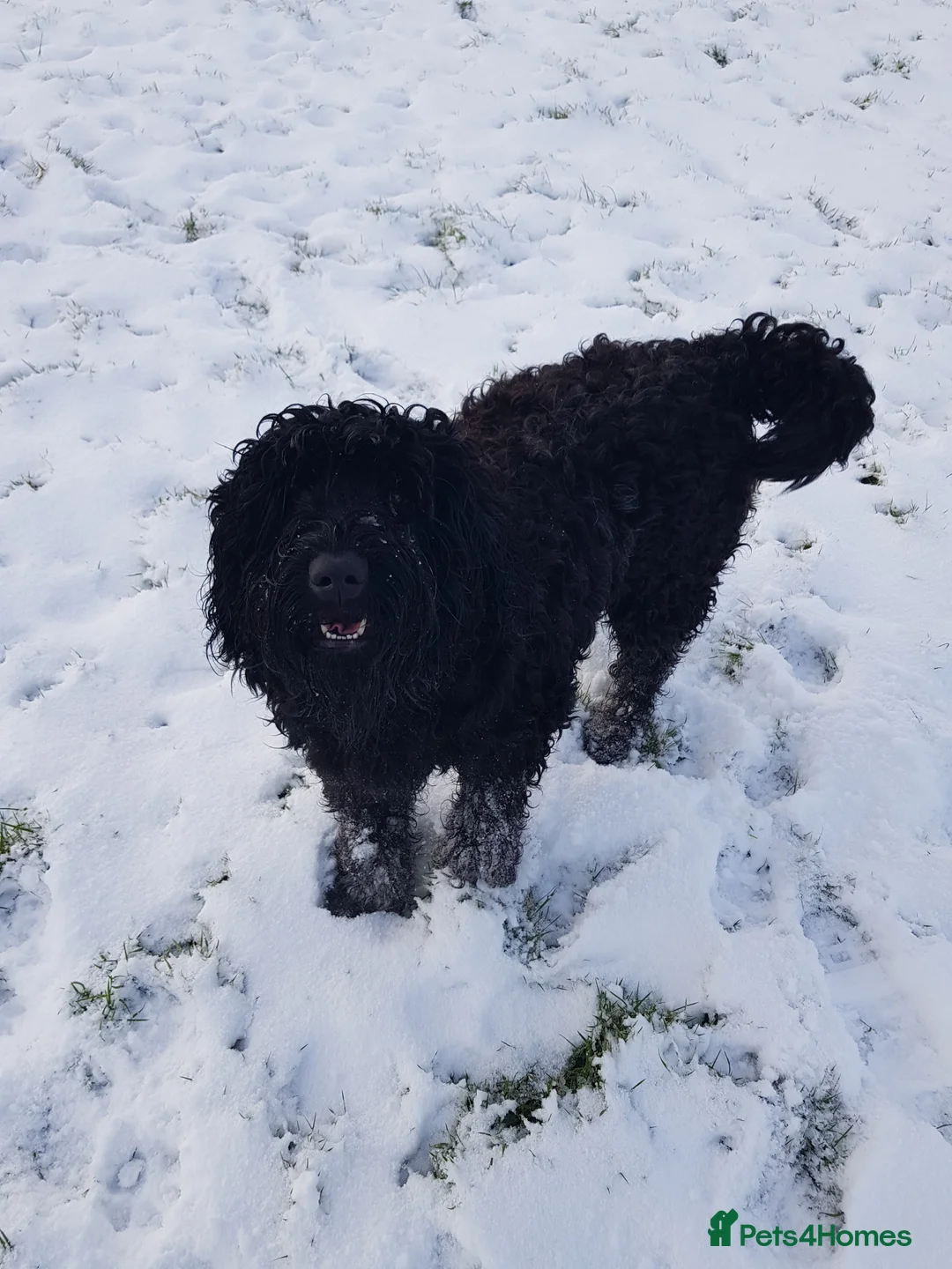 Russian Black Terrier dogs for sale: Black Russian Terrier searching for her forever - Advert 1