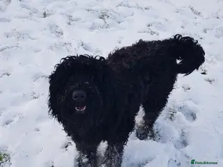 Russian Black Terrier dogs Black Russian Terrier searching for her forever - Advert 1