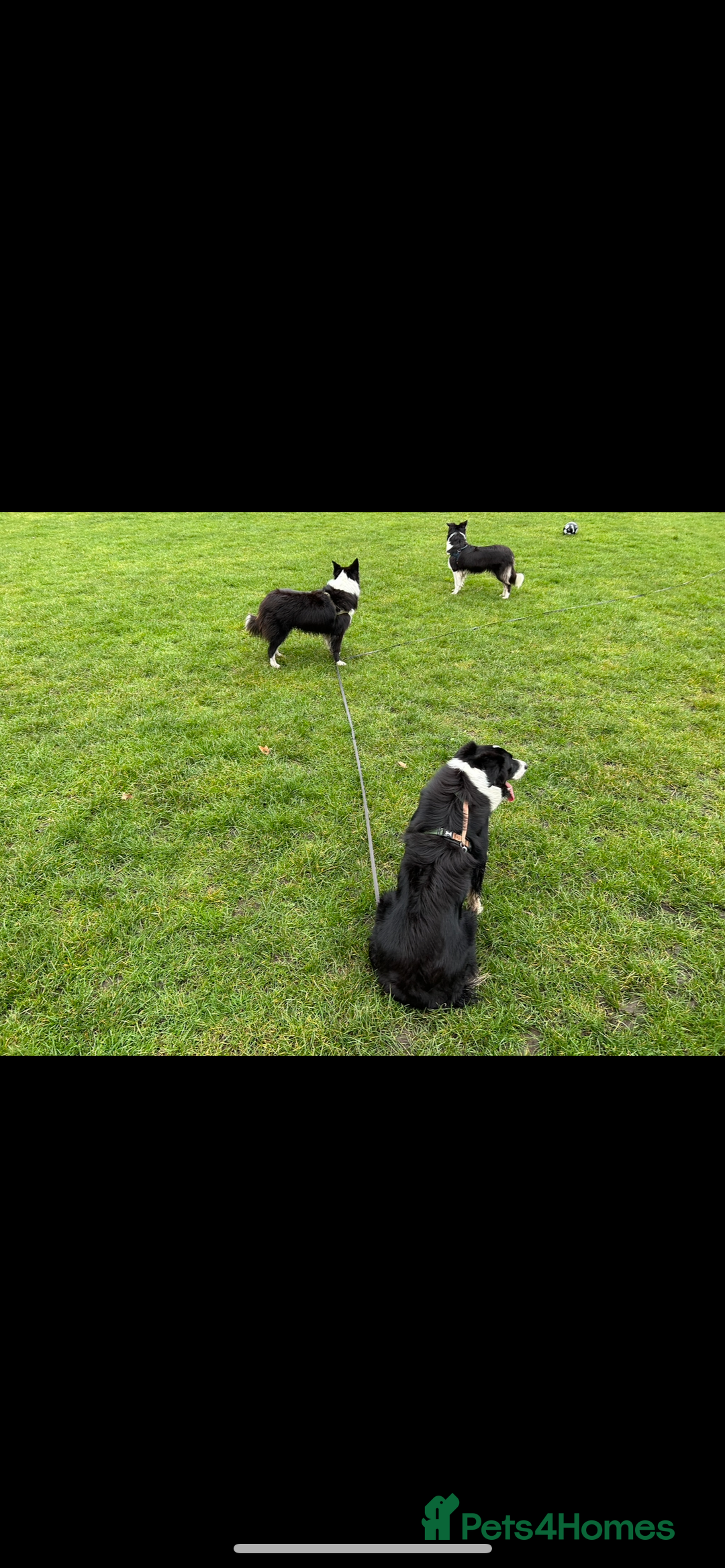 Border Collie dogs for stud: Beautiful Pedigree Stud Border Collie for breeding in Isleworth - Advert 14