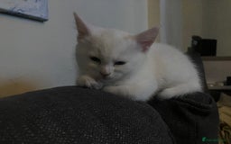 Khao Manee cats for sale: White Scottish fold mix - Image 13