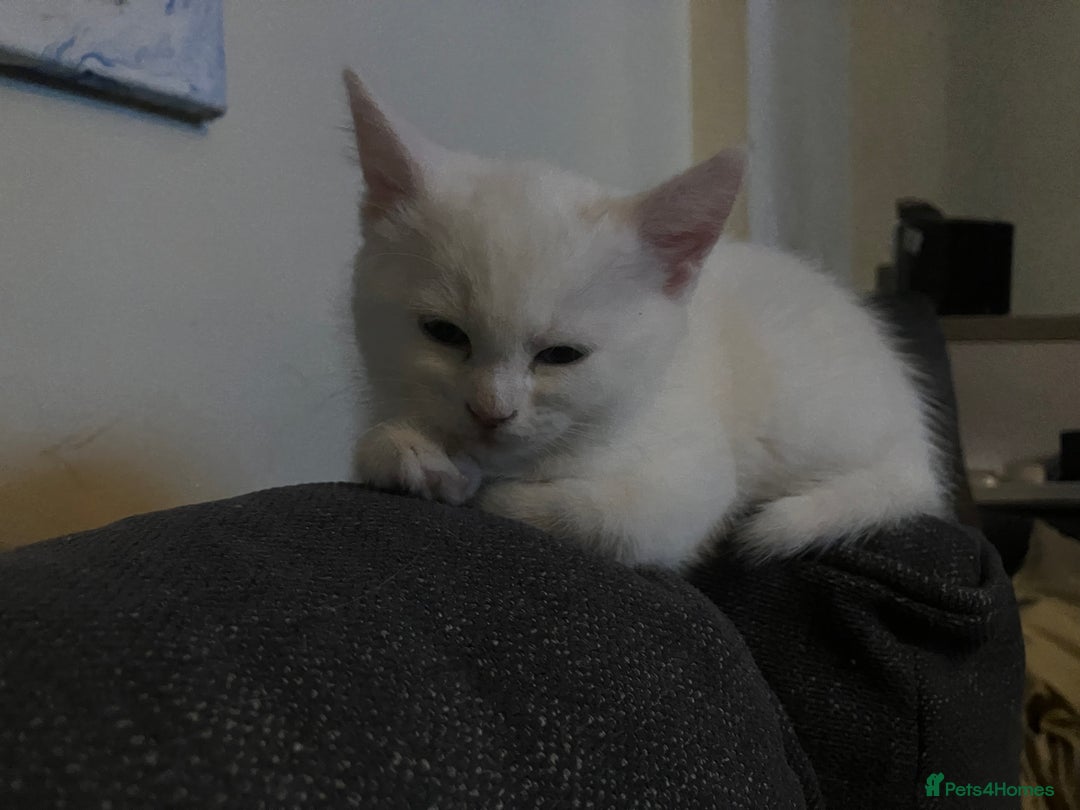 Khao Manee cats for sale: White Scottish fold mix - Image 13
