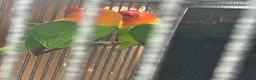 Lovebirds birds for sale: Lovebirds  - Advert 23