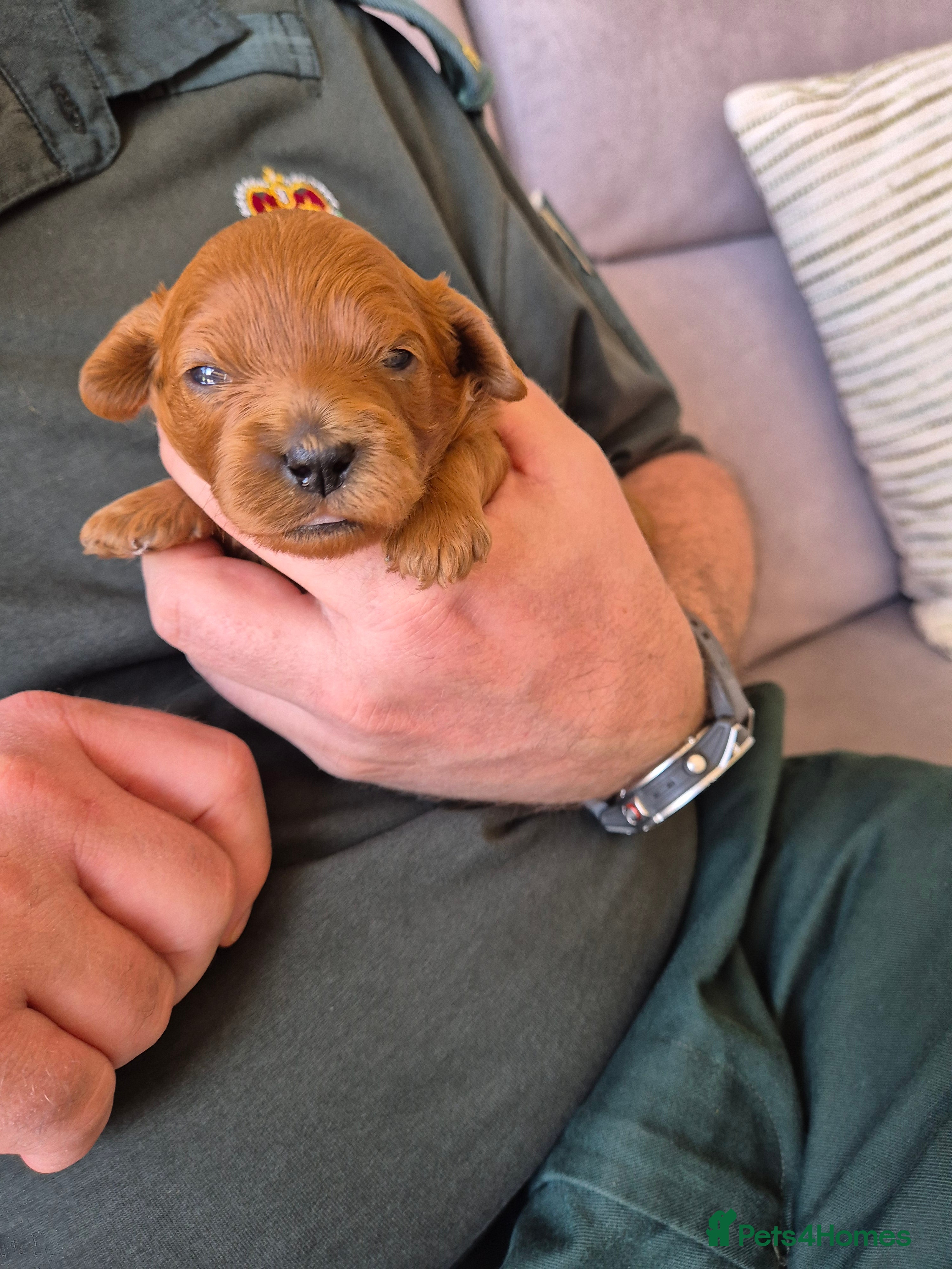 Cavapoo dogs for sale: Cavapoo puppies-deposits taken on all 3 - Advert 2