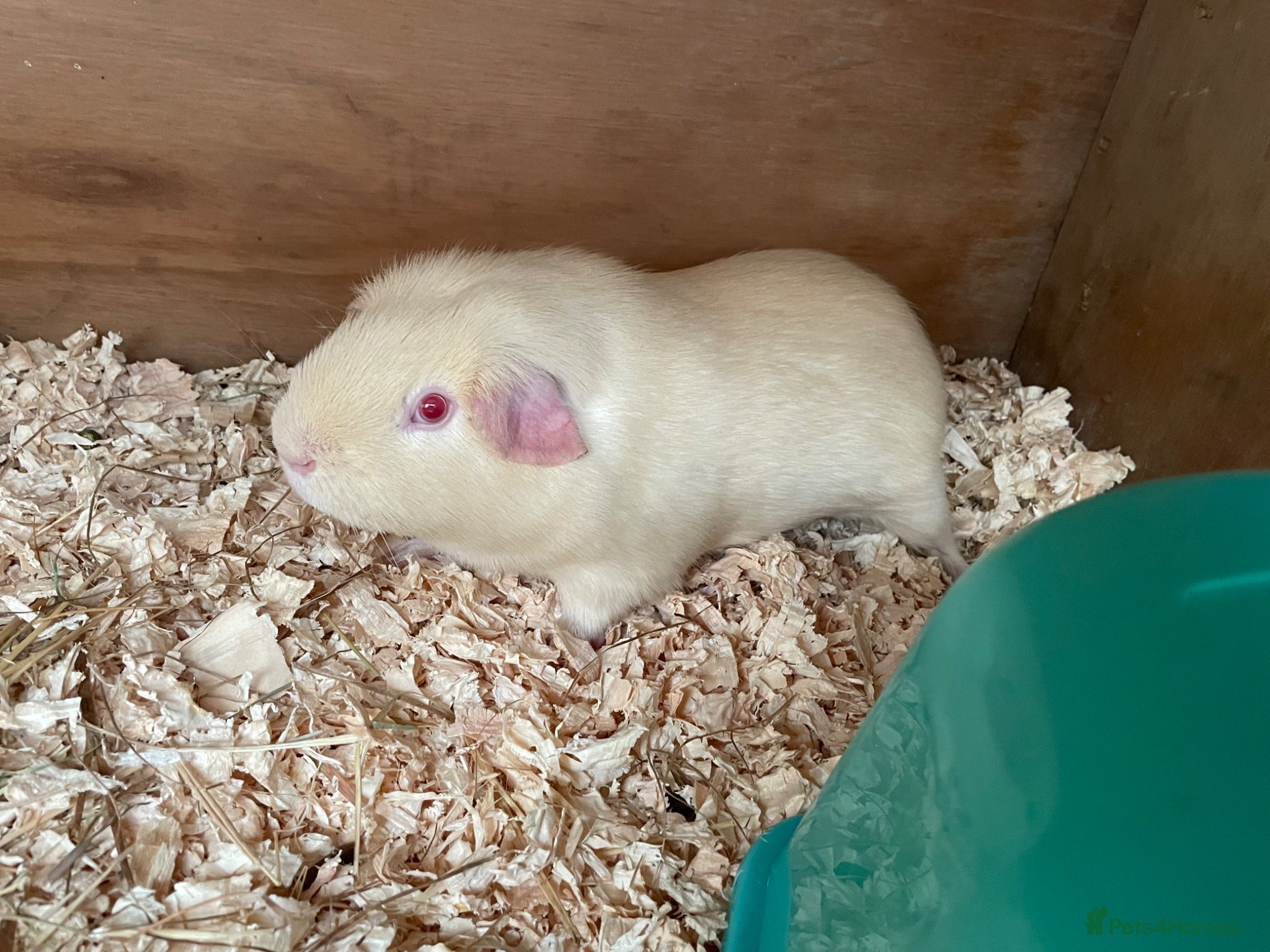 Guinea Pig rodents Cream boy - Advert 4