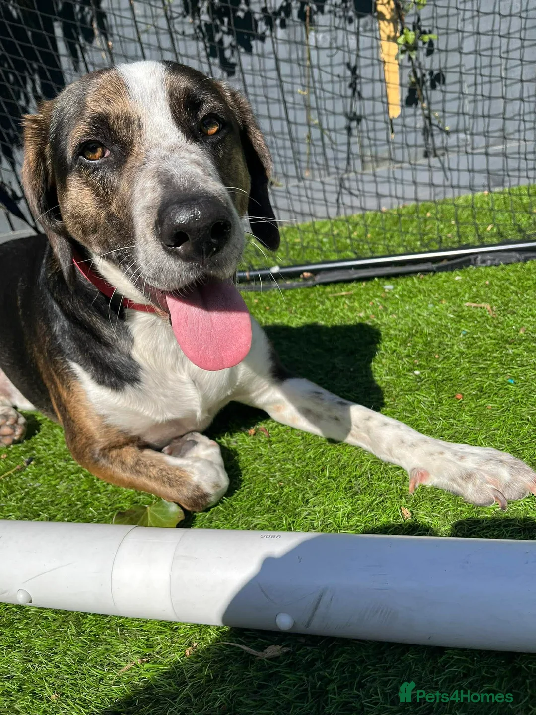 Mixed Breed dogs for adoption: WILSON - 2 Years old, Male, Hound Mix in Mold - Advert 2