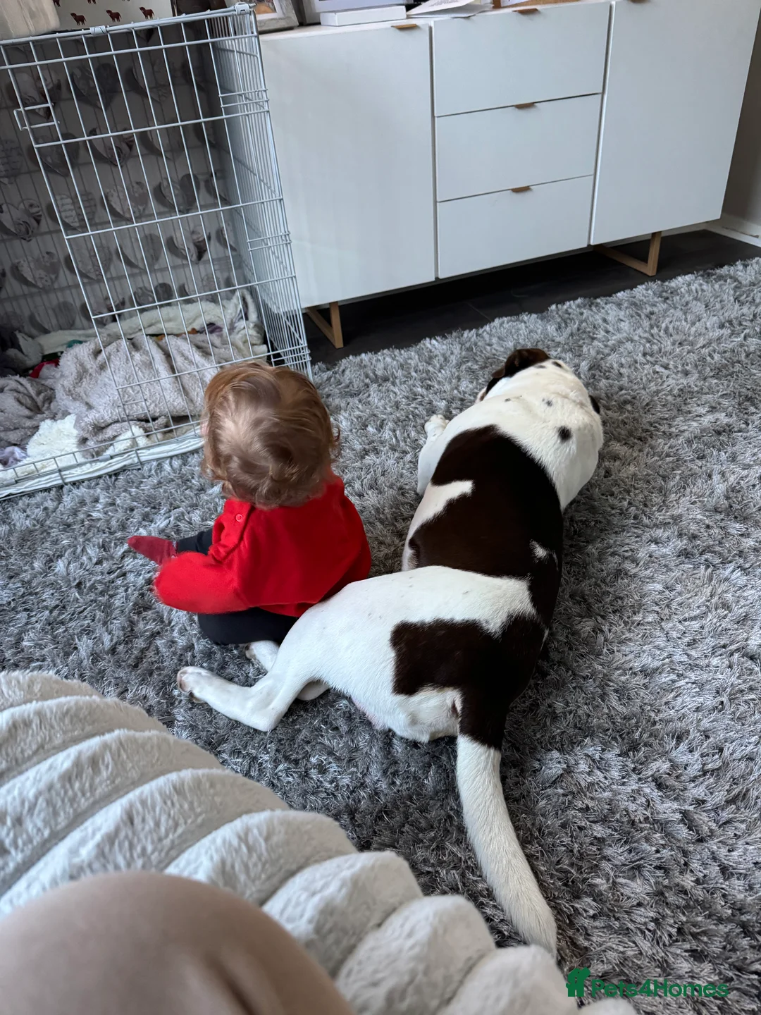 Dorset Olde Tyme Bulldogge dogs for sale: Aylestone olde tyme bulldog - Advert 3