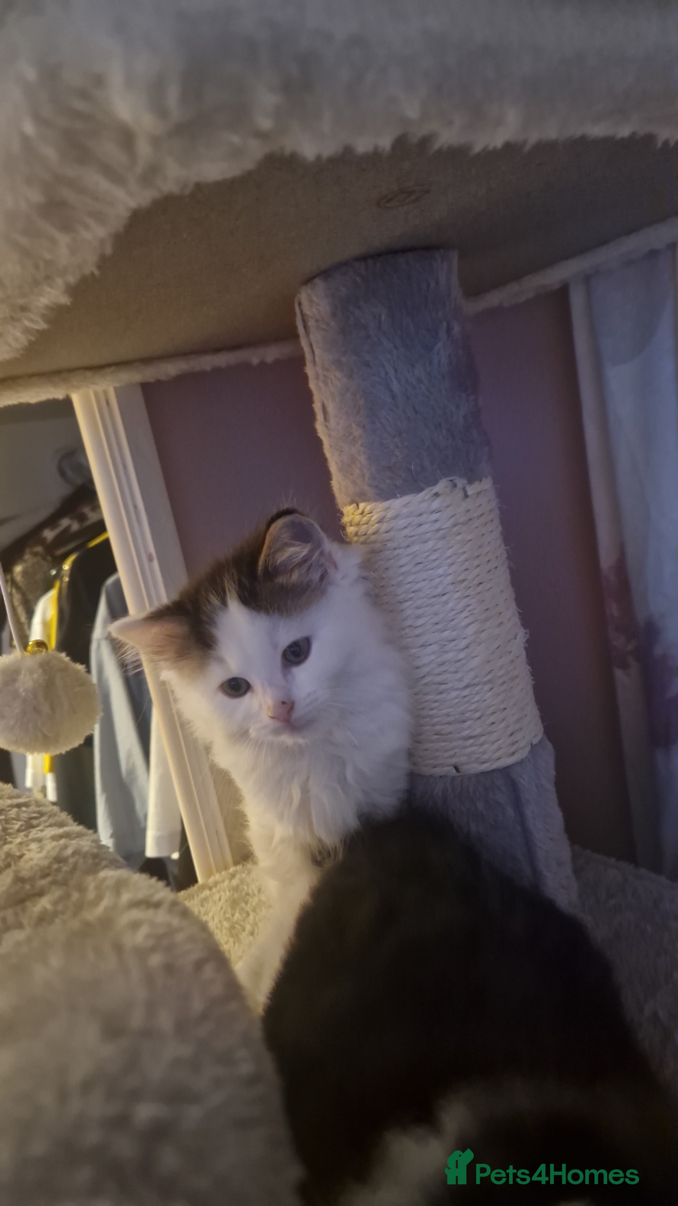 Ragdoll cats Ragdoll mix - Advert 14