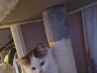 Ragdoll cats Ragdoll mix - Advert 8