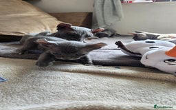 Sphynx cats for sale: Elf Sphynx Kittens  - Image 23