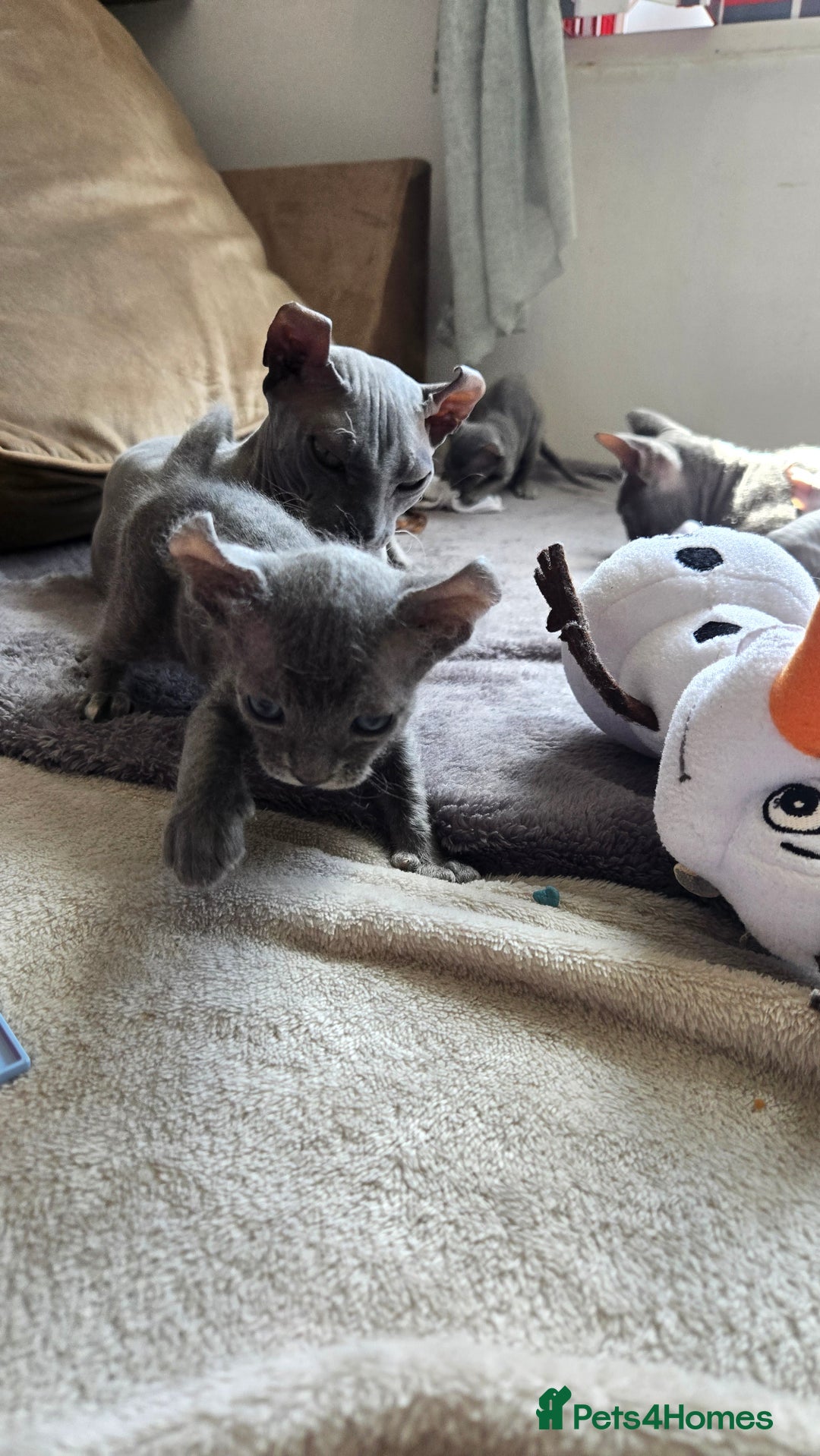 Sphynx cats for sale: Elf Sphynx Kittens  - Image 23
