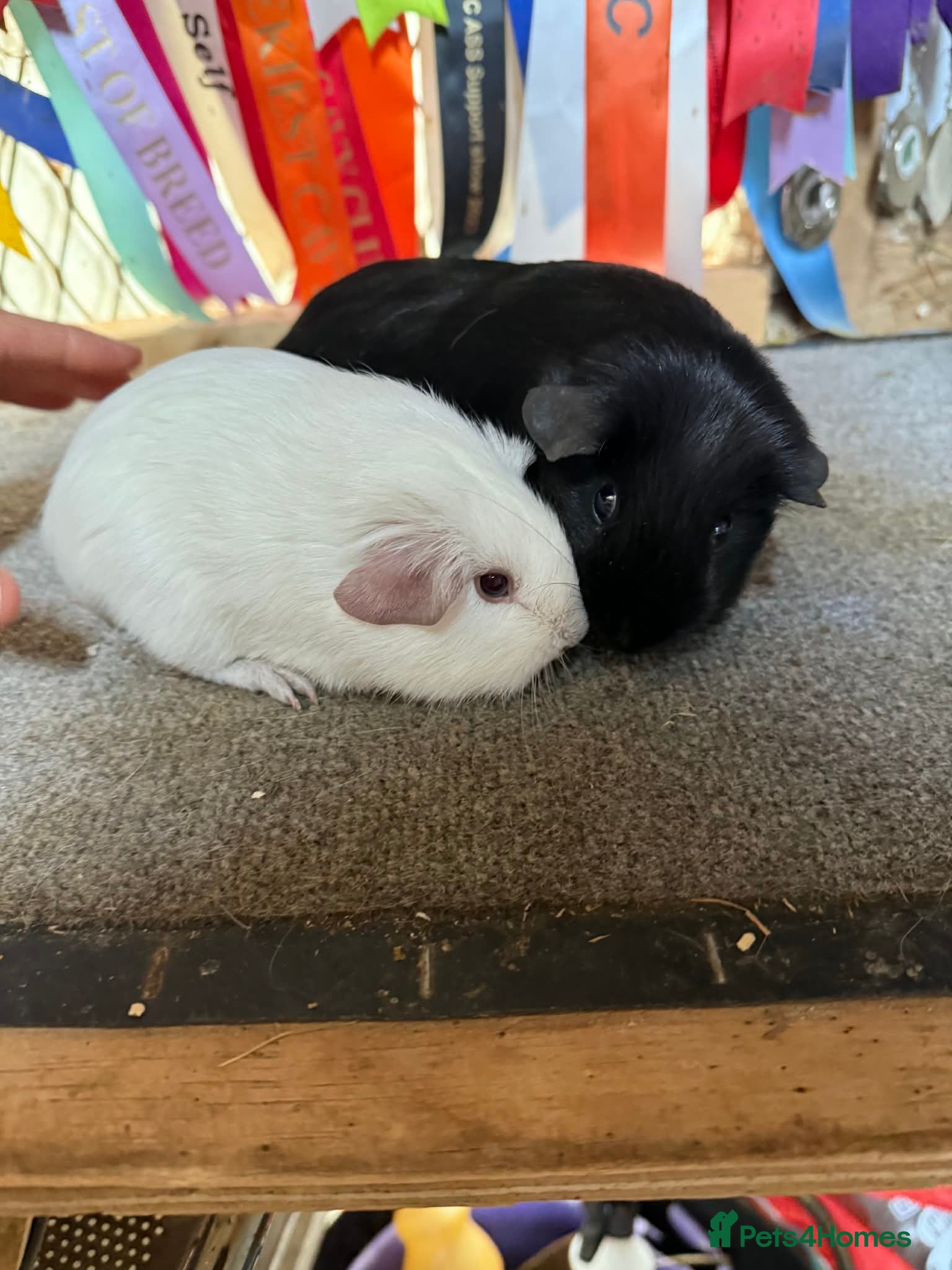 Guinea Pig rodents 2 x bonded baby boys  - Advert 1