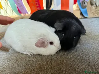 Guinea Pig rodents 2 x bonded baby boys - Advert 1