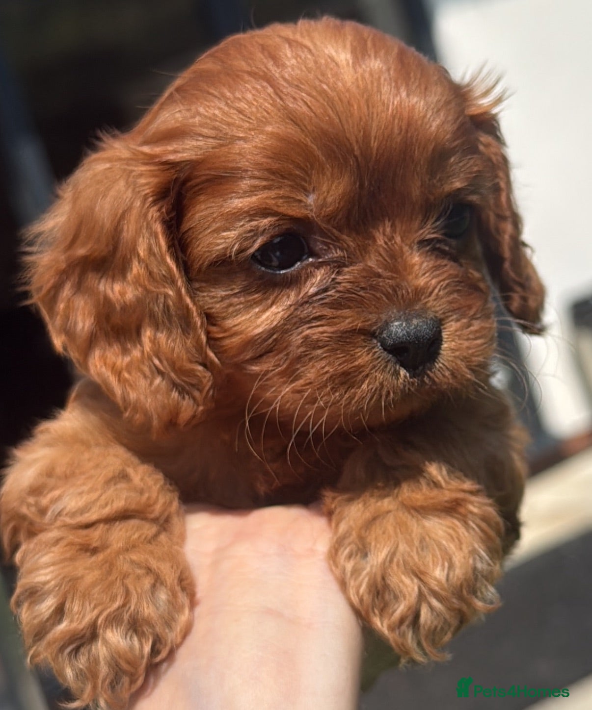 Cavapoo dogs Fully tested Cavapoo’s F1 💙❤️ - Advert 5