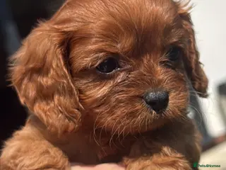 Cavapoo dogs Fully tested Cavapoo’s F1 💙❤️ - Advert 5