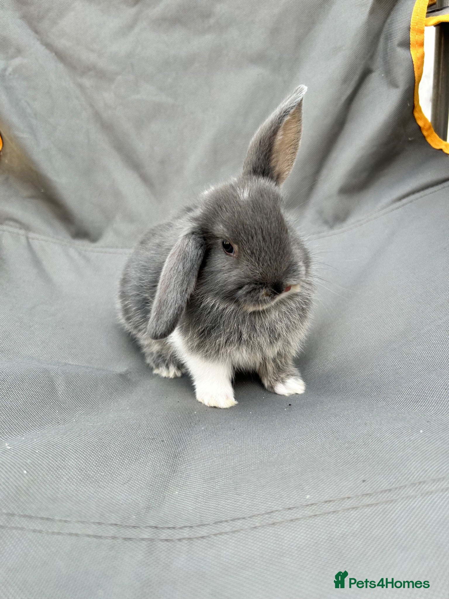 Mini Lop rabbits Holland mini lops  - Advert 1