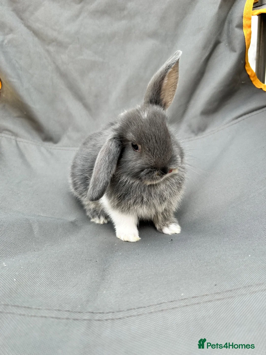 Mini Lop rabbits for sale: Holland mini lops  in Nottingham - Advert 1