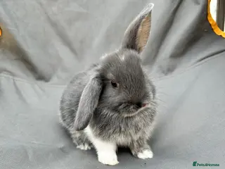 Mini Lop rabbits Holland mini lops - Advert 1