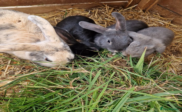 Mini Lop rabbits - Advert 8