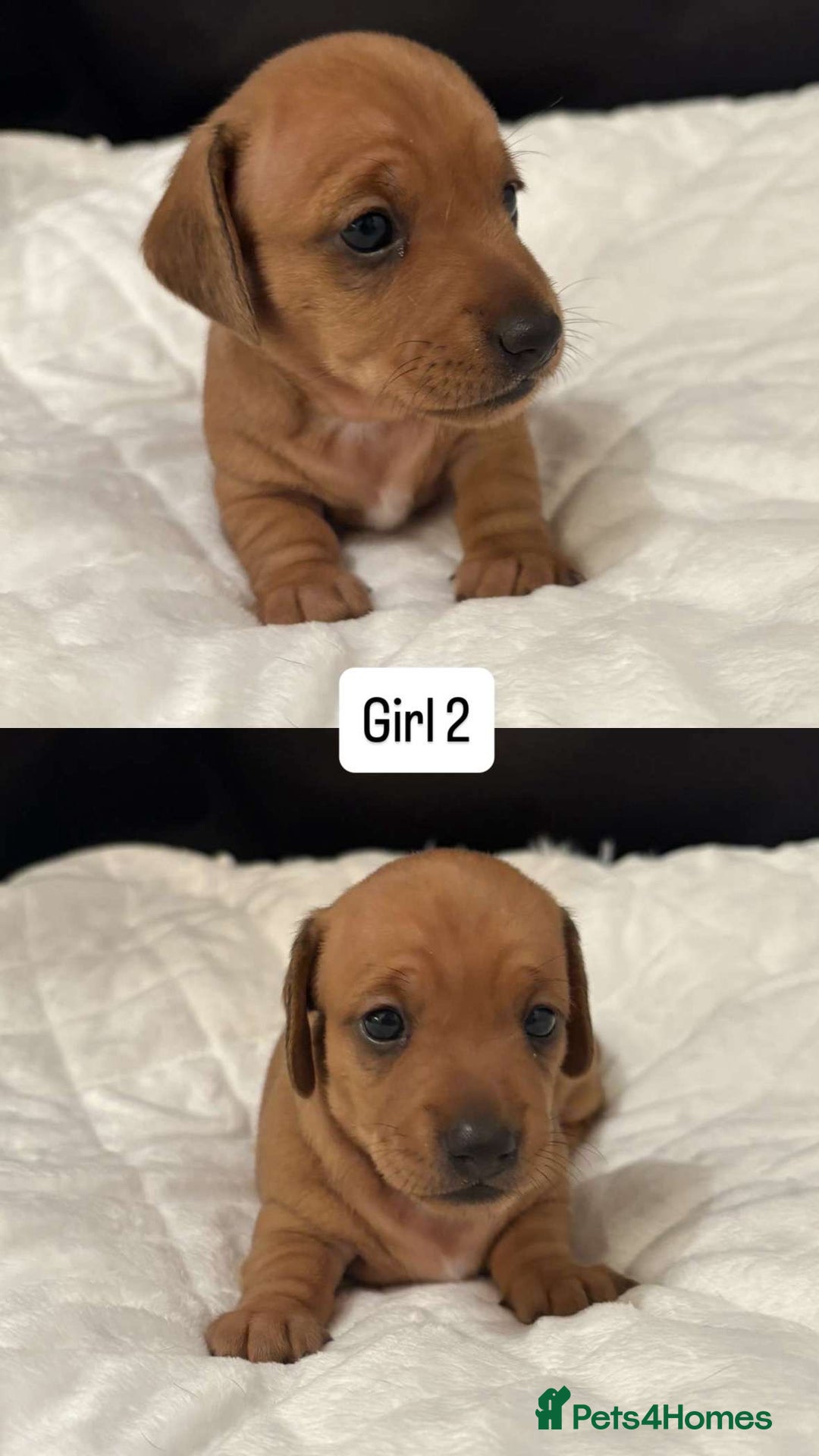 Miniature Dachshund dogs for sale: *REDUCED* KC Miniature dachshunds carry cream🧬 in Greenock - Image 4