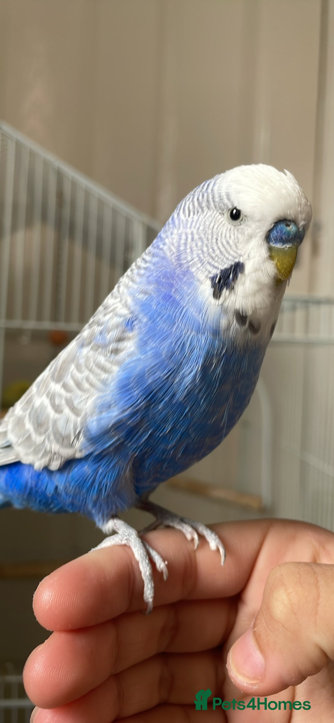 Budgerigars birds for sale: 2 Adult Budgies with Cage Male & Female - Image 5