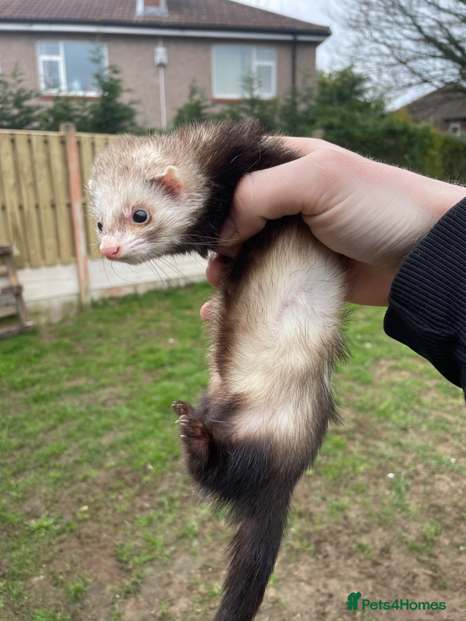 Ferret rodents for sale: Micro Hob Ferret - Advert 2