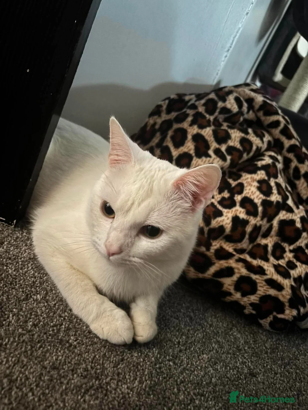 Mixed Breed cats for sale: Indoor cat needing forever home - Advert 2