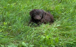Cockapoo dogs for sale: Ready now F1 show type cocker spaniel  - Image 3