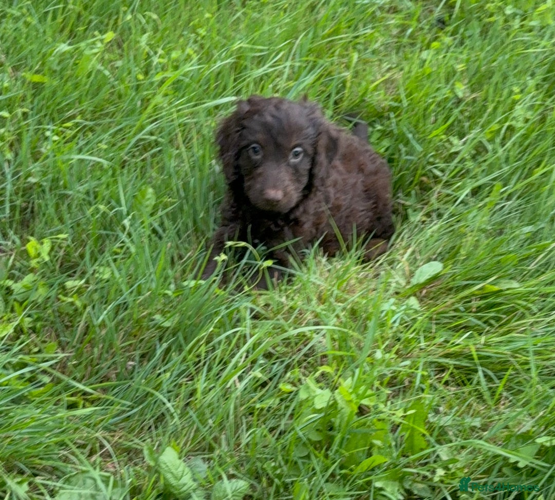 Cockapoo dogs for sale: Ready now F1 show type cocker spaniel  - Image 3