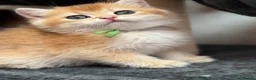 British Shorthair cats for sale: British shorthair blue golden kittens GCy - Advert 20
