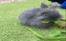 Mini Lop rabbits for sale: Beautiful mini lop bunnies 😍🐰 - Image 4