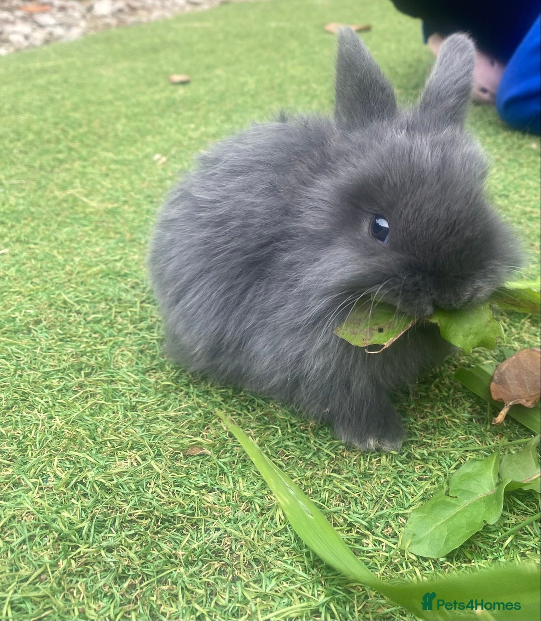 Mini Lop rabbits for sale: Beautiful mini lop bunnies 😍🐰 - Image 4