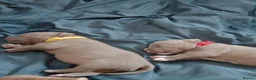 American Bully dogs for sale: American pocket bully pups - Advert 6