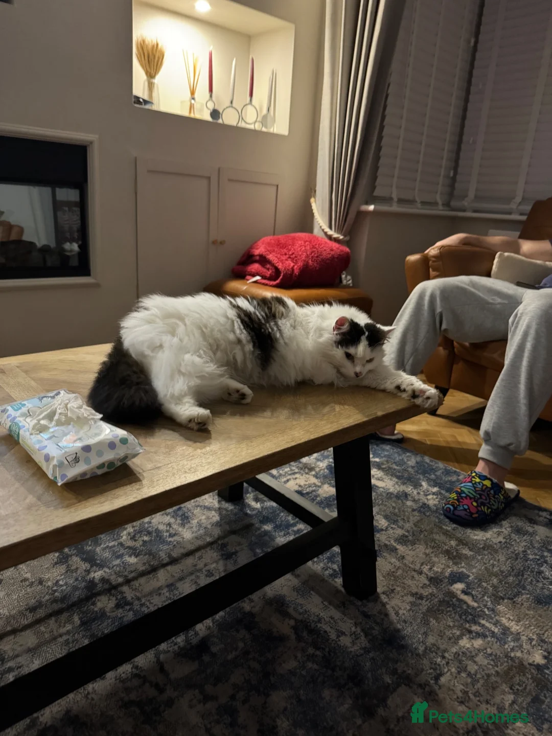 Mixed Breed cats for sale: Beautiful Home Wanted for Our loved Cat, Fluffy ❤️ - Advert 1