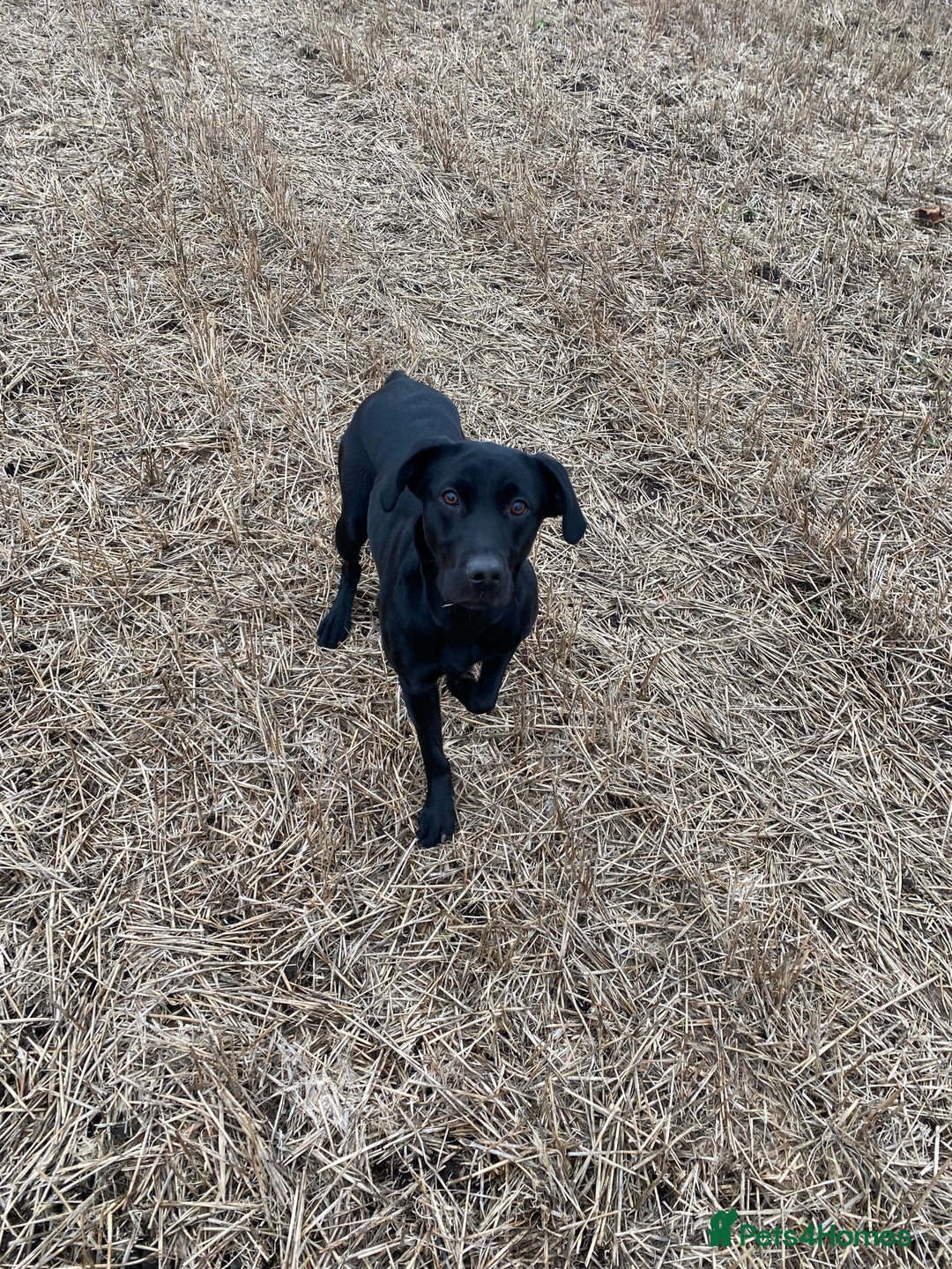Labrador Retriever dogs for sale: KC registered Labrador puppies - Advert 2