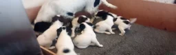 English Springer Spaniel dogs for sale: English springer spaniel pups  - Advert 22