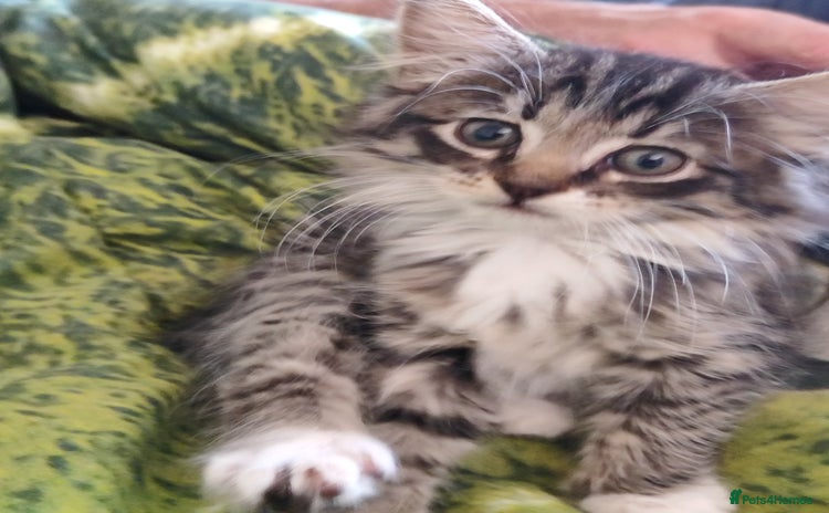 Mixed Breed cats - Advert 3