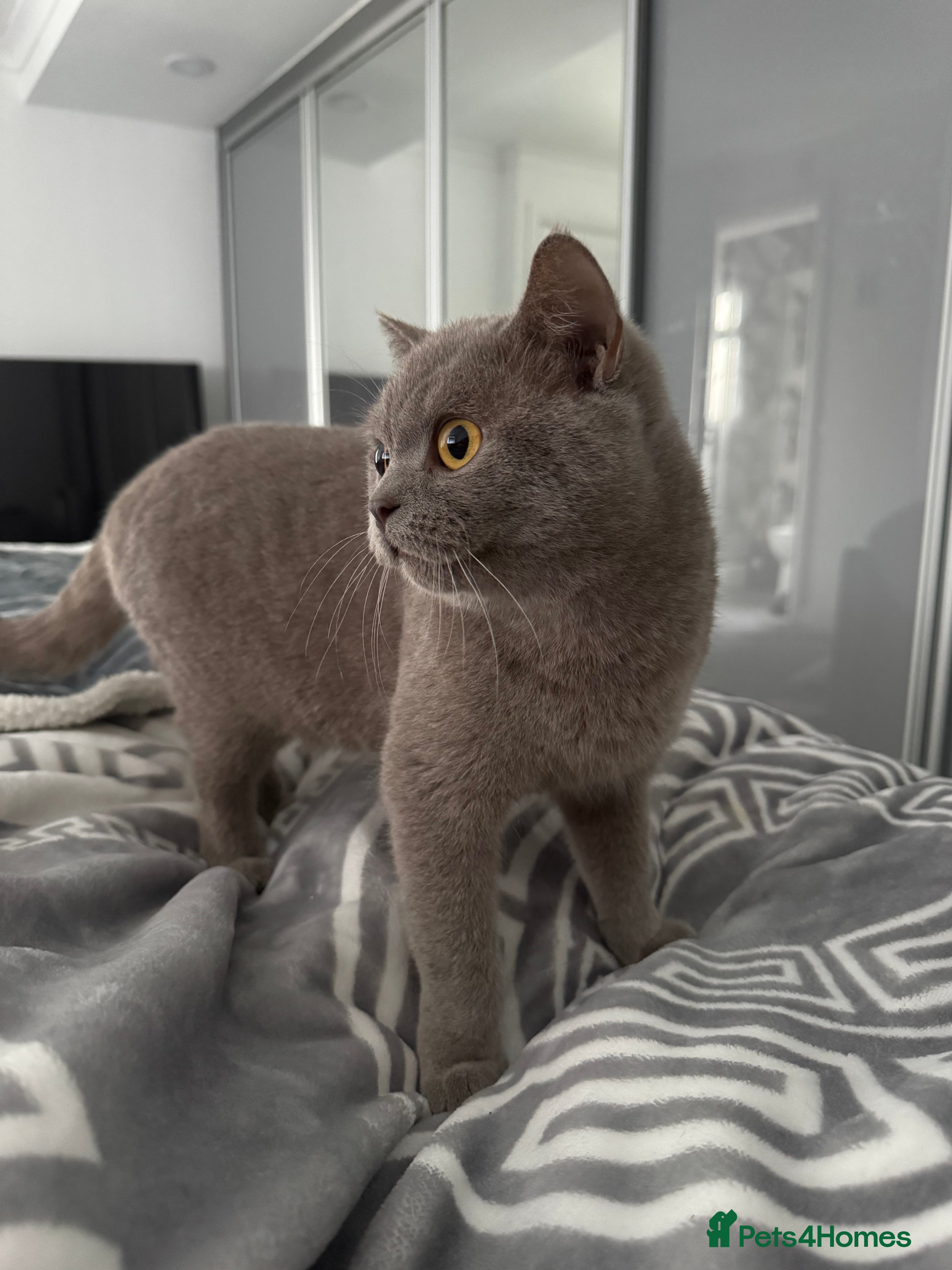 British Longhair cats Nardo - Advert 1