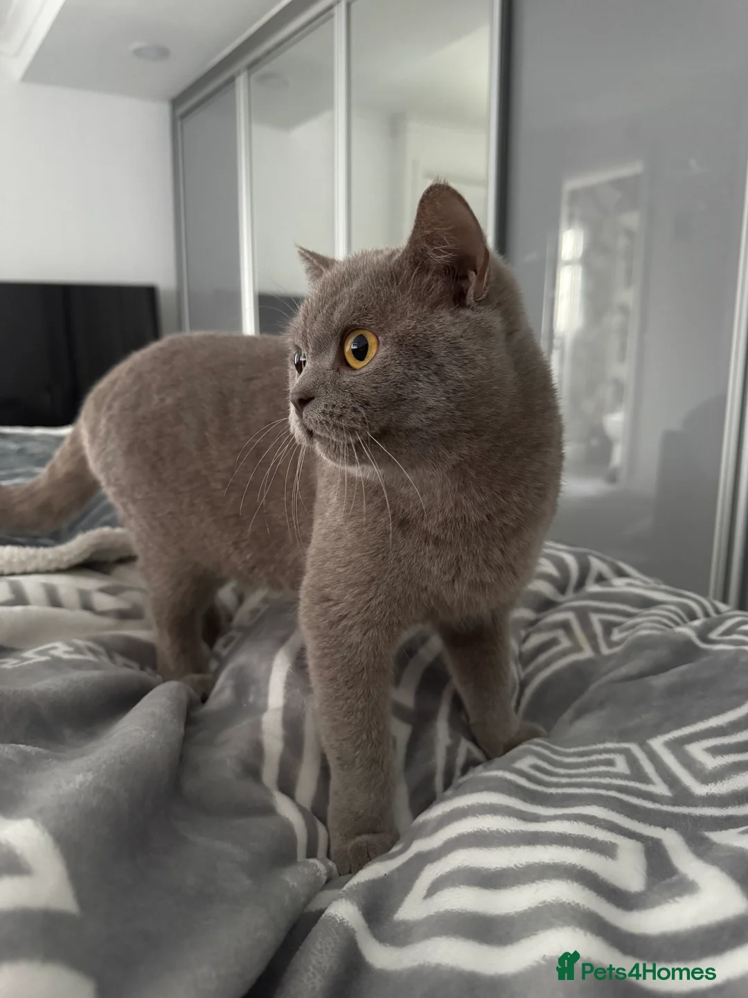 British Longhair cats for sale: Nardo - Advert 2