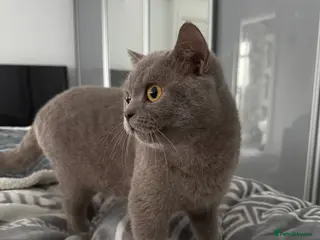 British Longhair cats Nardo - Advert 1