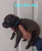 Staffordshire Bull Terrier dogs - Advert 1