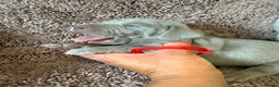 Weimaraner dogs for sale: Weimaraner Silver Grey Girl Pups - Ganult showline - Advert 10