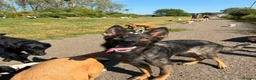 German Shepherd dogs for sale: Our 16 month old German Shepherd girl - Advert 3
