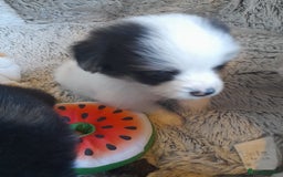 Pomeranian dogs for sale: Fabulous Pom fur babies - Image 12