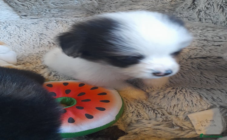 Pomeranian dogs - Advert 1