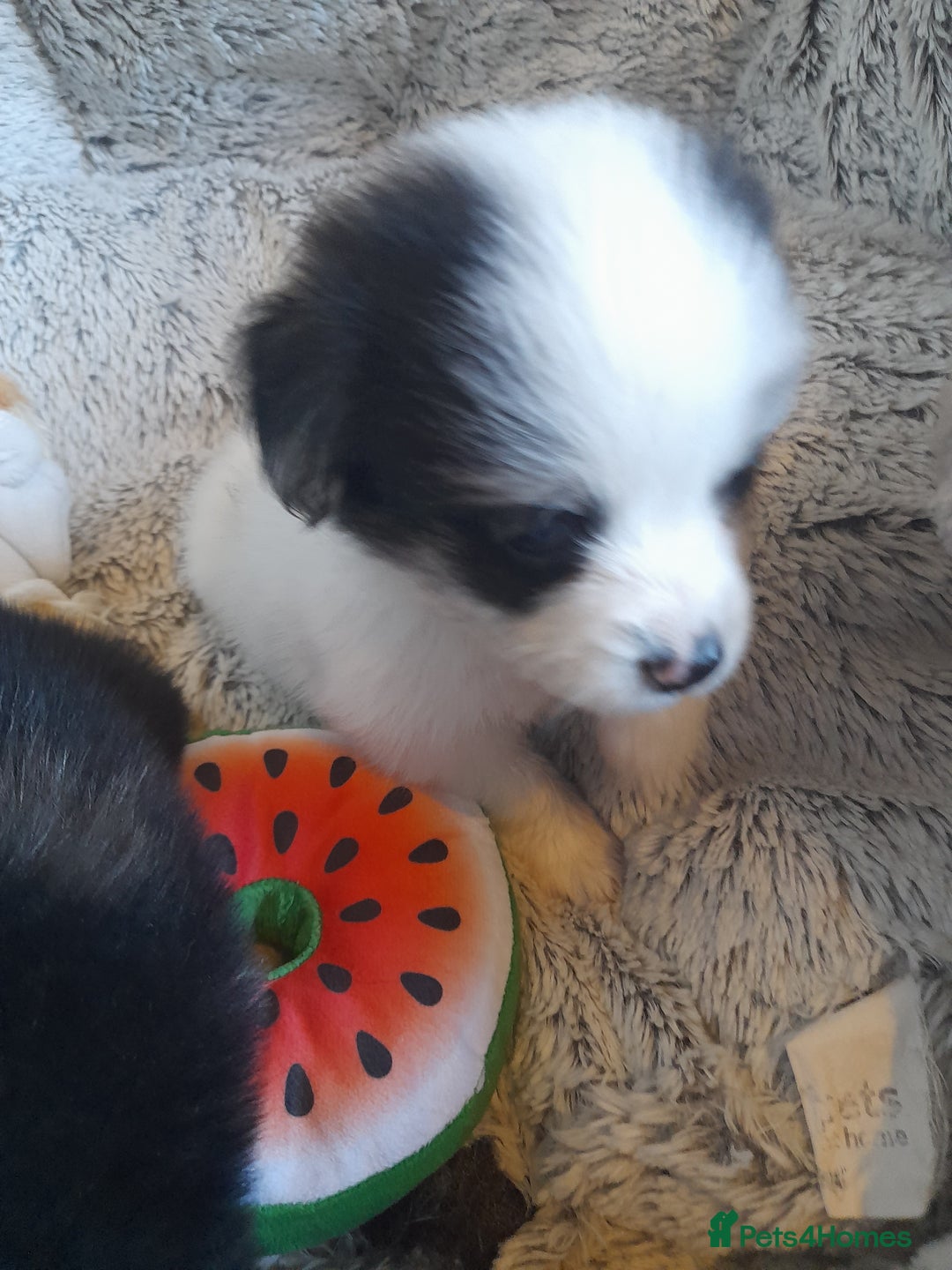 Pomeranian dogs for sale: Fabulous Pom fur babies - Image 12
