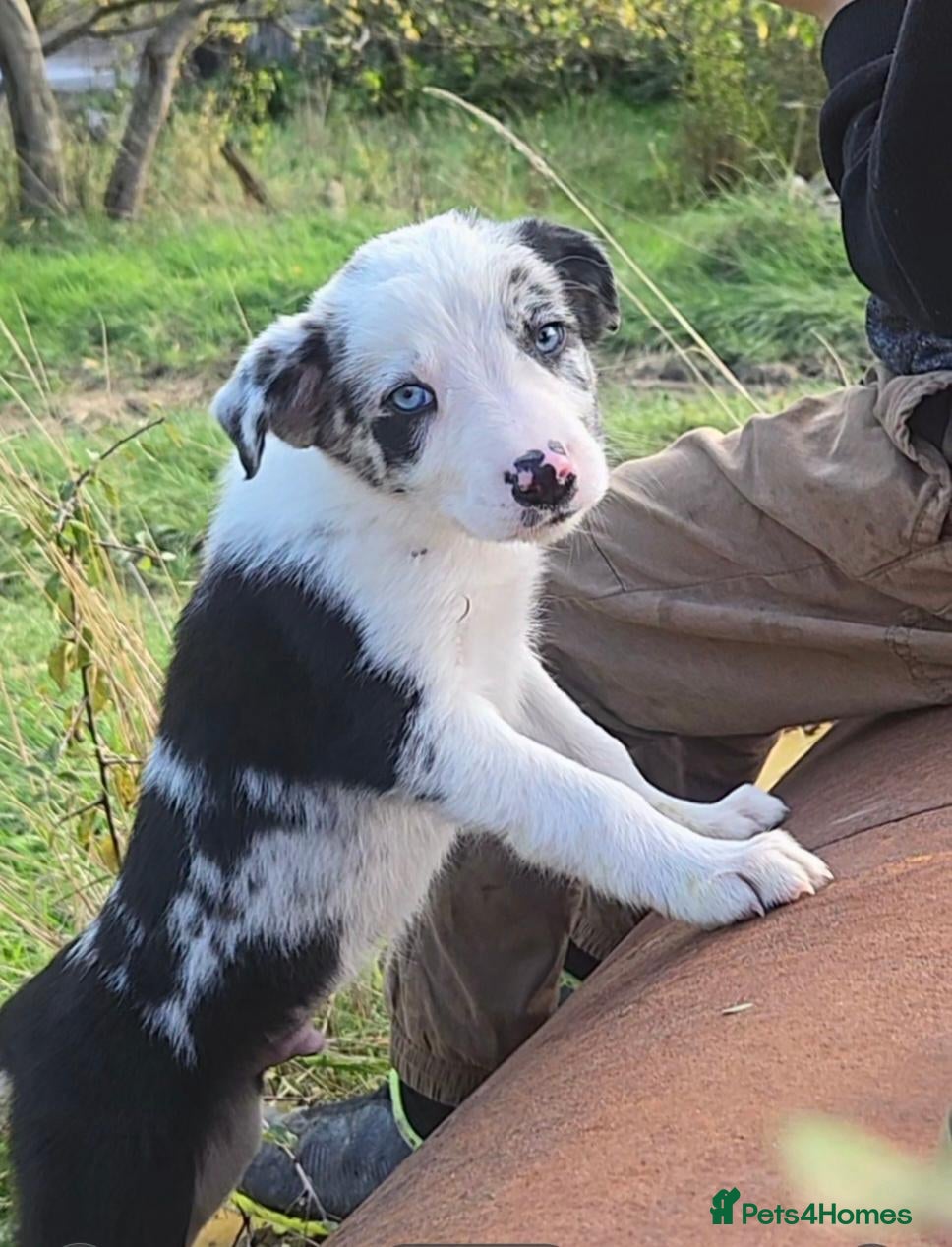 Border Collie dogs 8 Absolutely stunning Puppies Looking for new home - Advert 2