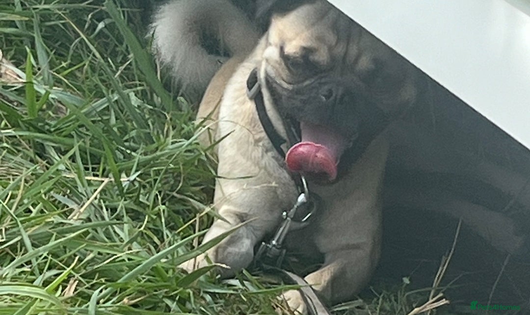 Jug dogs for sale: Pug for sale  - Advert 8