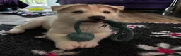 Siberian Husky dogs for sale: Charismatic Companions Ready to Make You Smile in Leeds - Advert 6